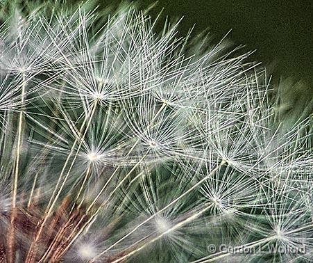 Seedy Dandelion_DSCF02802-6.jpg - Photographed at Smiths Falls, Ontario, Canada.